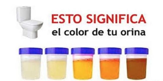 EL COLOR DE LA ORINA DICE TODO SOBRE TU SALUD ¡ESTO ES LO QUE SIGNIFICA ...