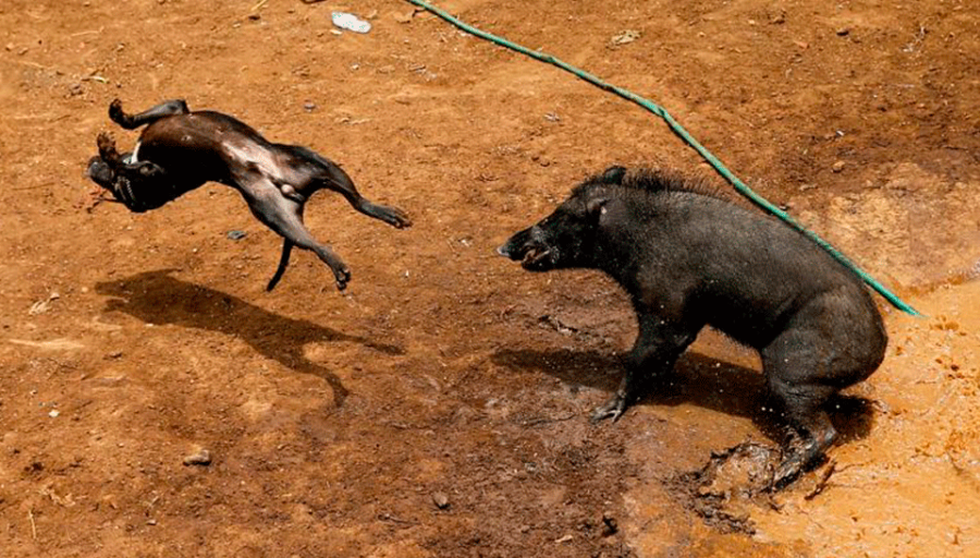 Las brutales peleas entre perros y jabalíes una tradición indonesia que los animalistas exigen